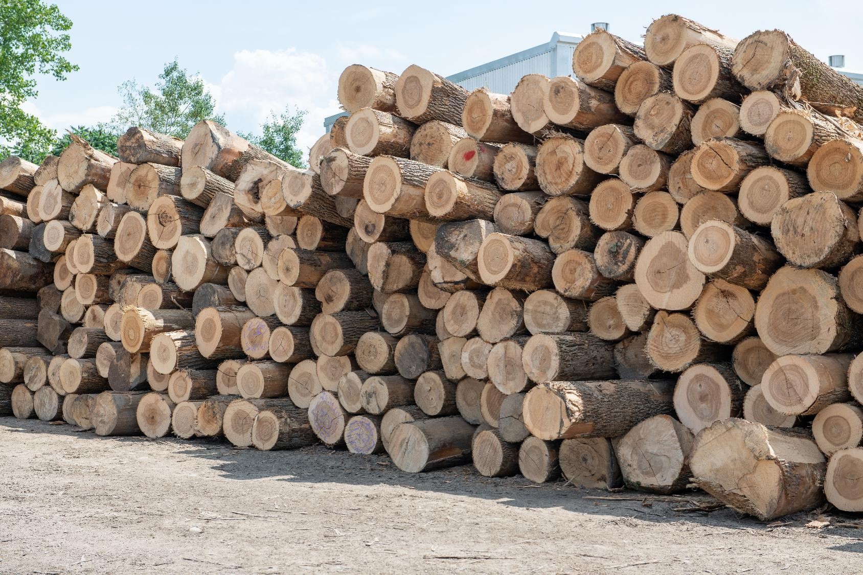 Timber and Log Procurement for American Hardwood Industries